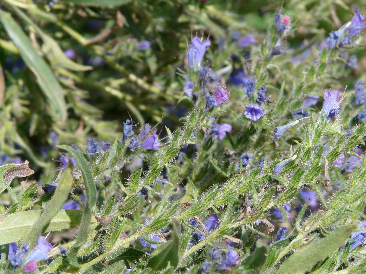4. 菊花嫁接要点