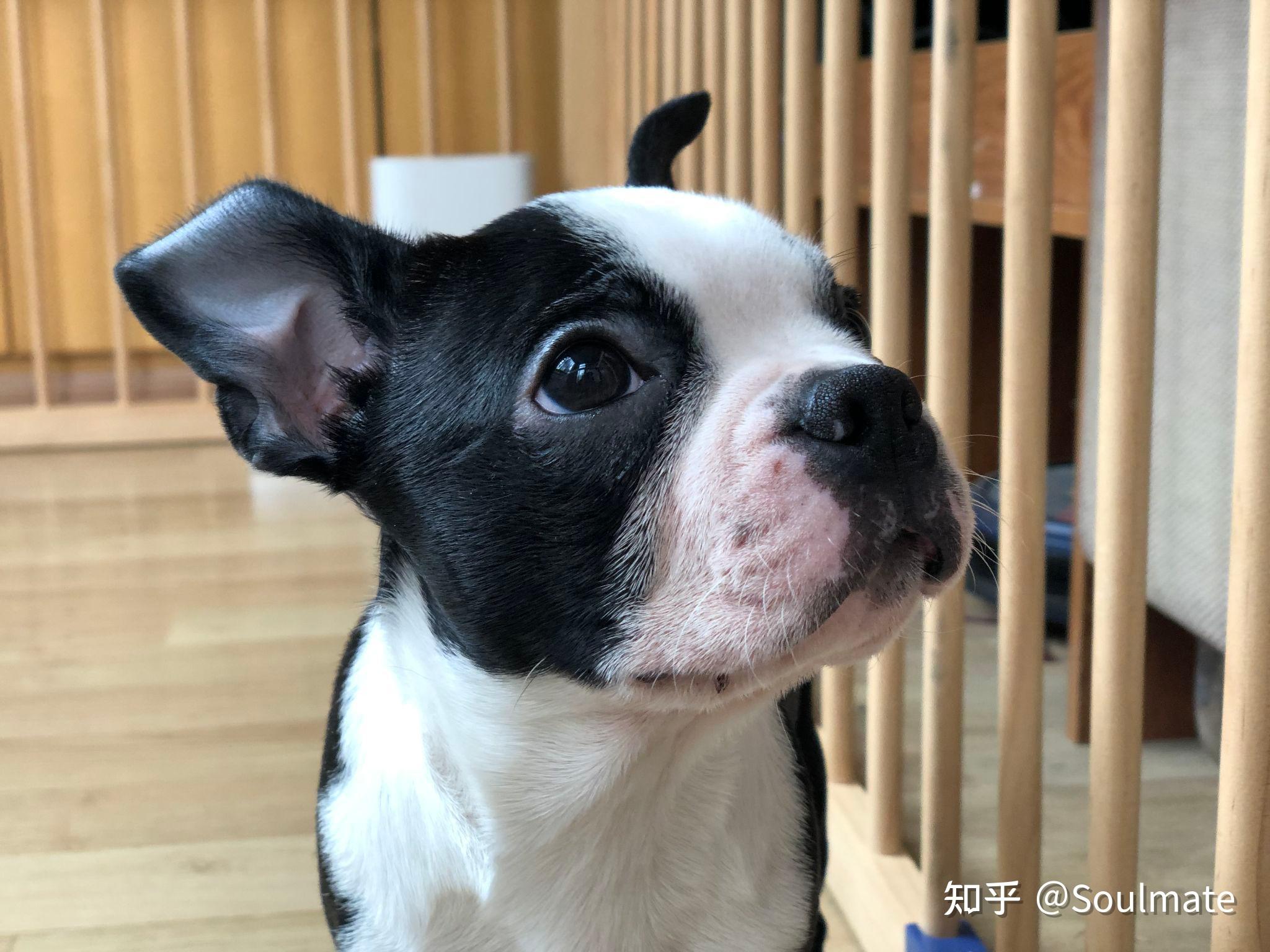 波士顿梗boston terrier有什么养狗的经验分享吗? - 知乎