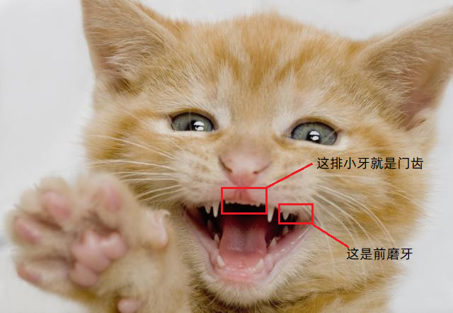 如何判断猫的年龄