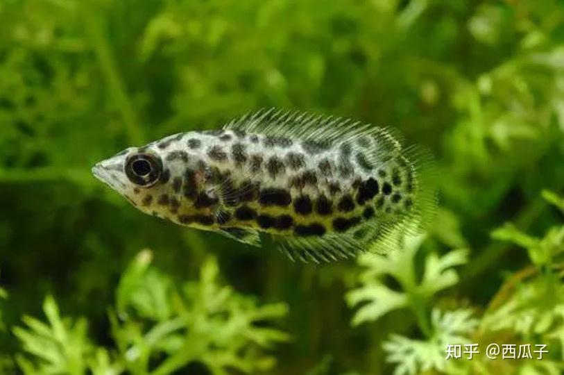 身上有豹纹的是什么鱼
