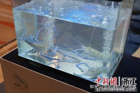 浙江省罗氏沼虾养殖产业发展研究 - 知乎