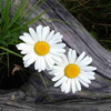 user-profile-image