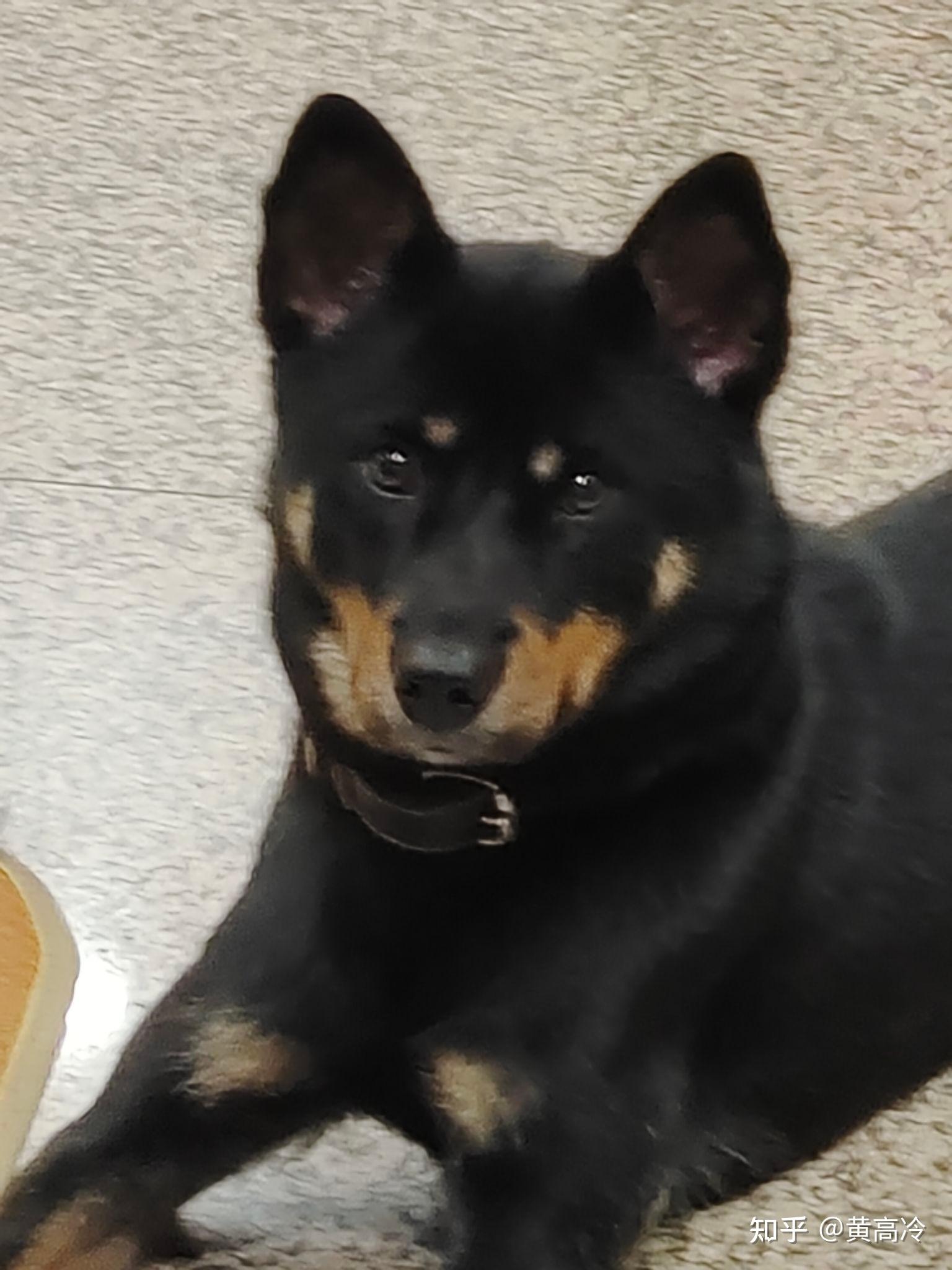 想看铁包金（俗称四眼）毛色的中华田园犬，大家可以发我看看吗？ - 知乎