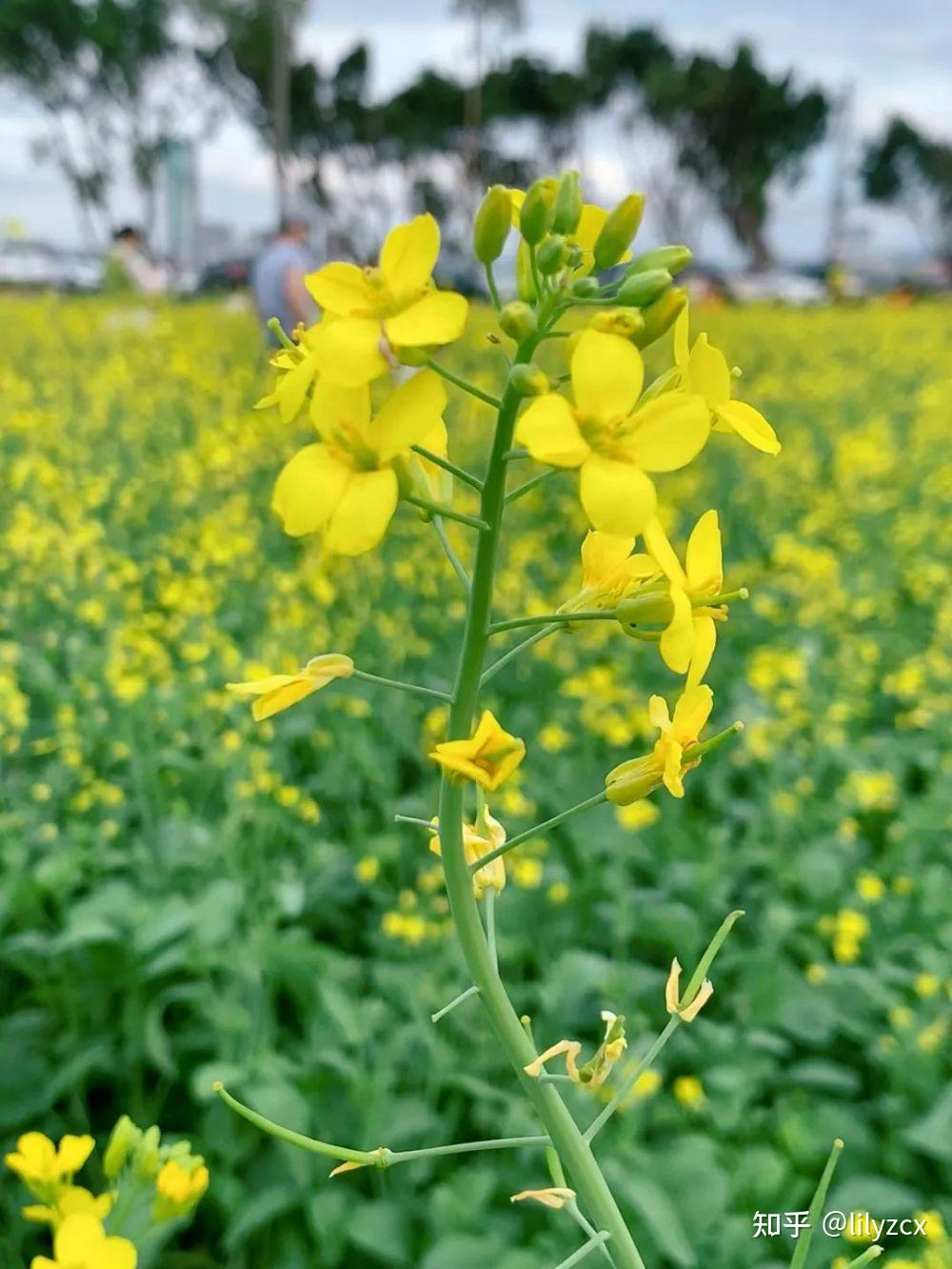 东莞油菜花景点图片