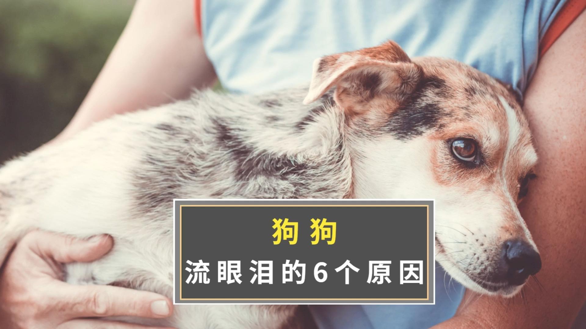 狗狗流眼泪是因为难过吗