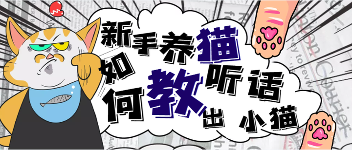 新手养猫之如何教出听话小猫 - 知乎