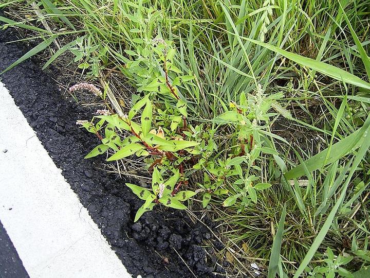 【植物界全系列】石竹目—蓼科(四):春蓼 - 知乎