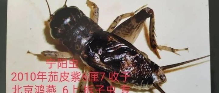 蟋蟀分享五条紫虫