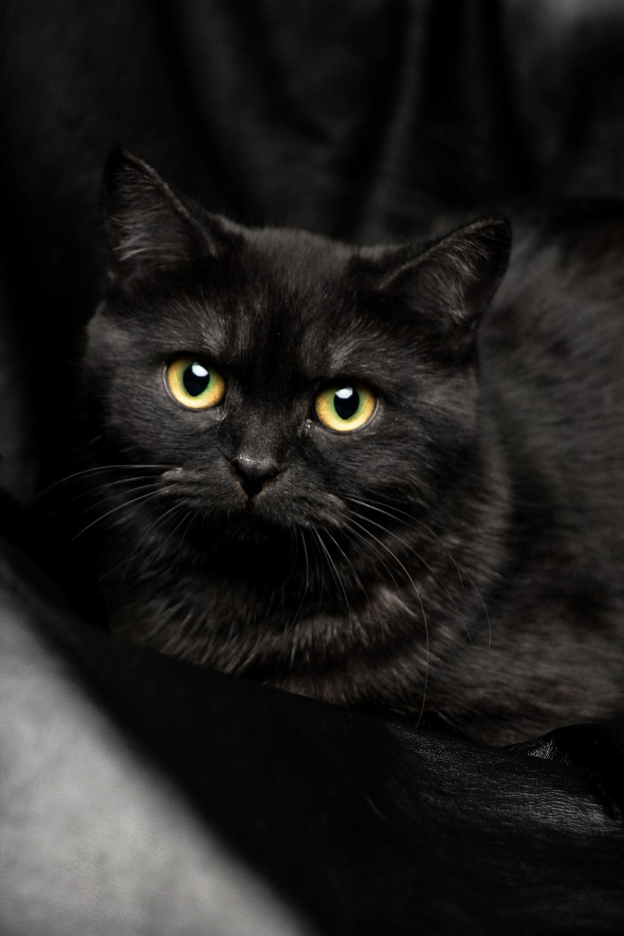 黑猫到底象征的是可爱还是可怕? - 知乎