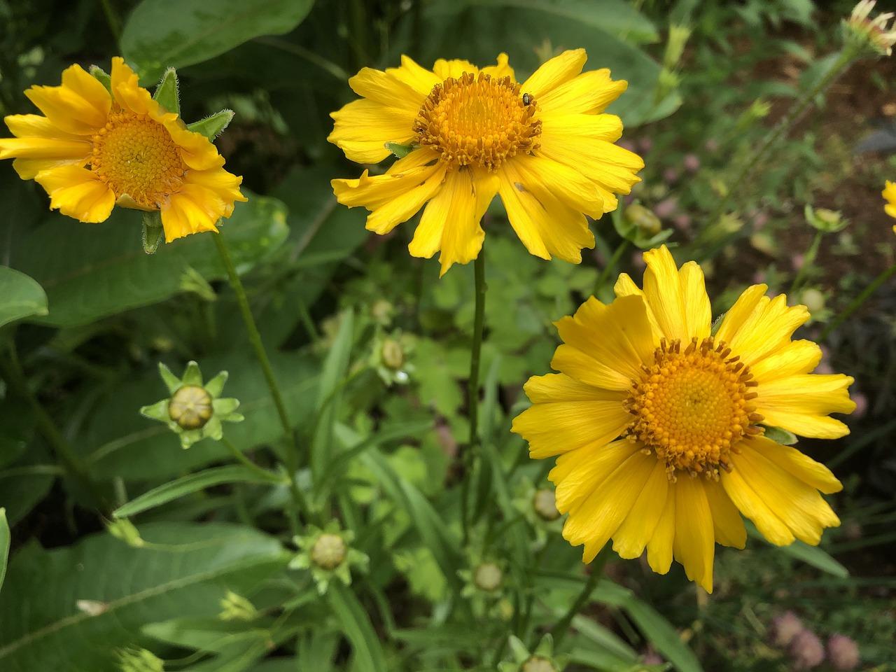 2. 野花种植技巧