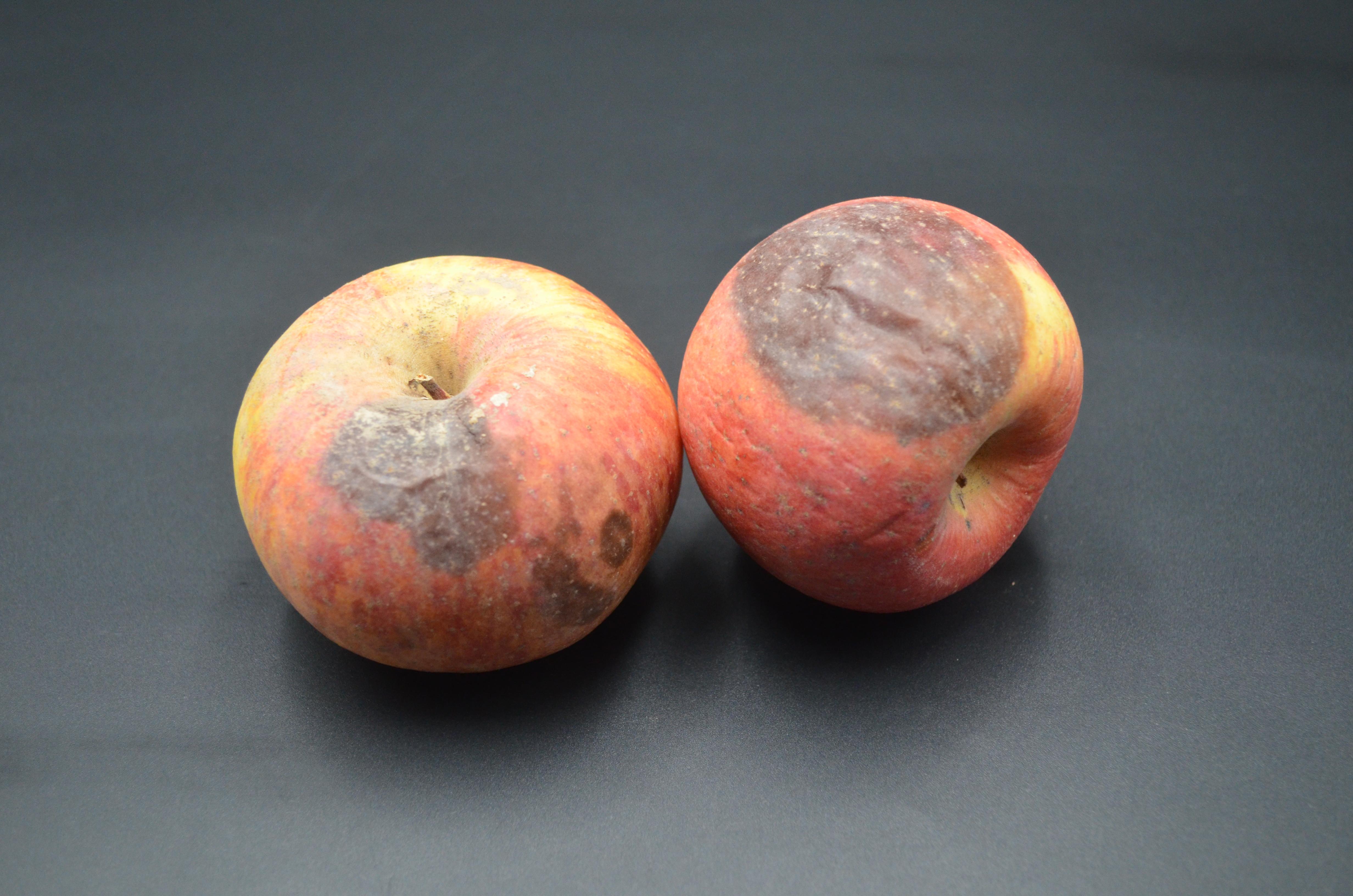 苹果烂了一小块削掉以后剩下部分能不能吃好多人还不清楚