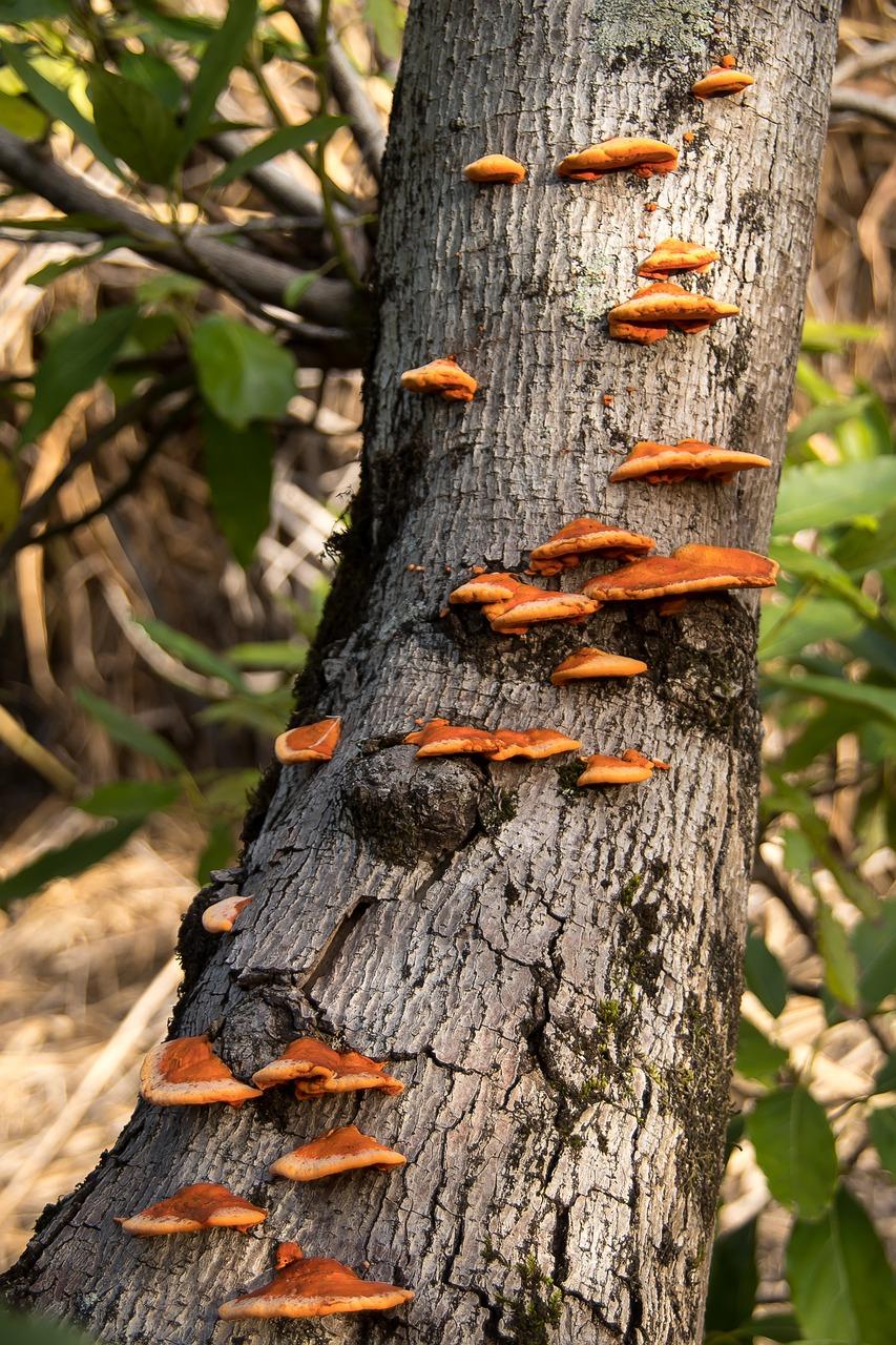 3. 树木间距离规范