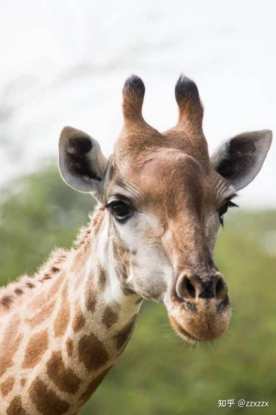 如何回答孩子的提问长颈鹿耳朵痒了怎么办