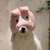 Zhihu profile picture for @examining