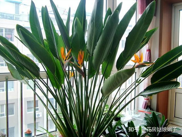 笑死！养大半年花才发现是塑料花，网友：一花传三代，人走花还在 - 知乎
