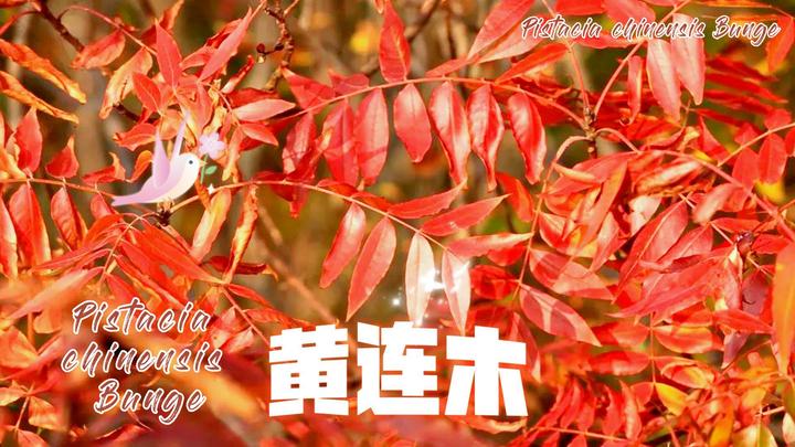 秋冬赏叶植物(二十):黄连木 - 知乎