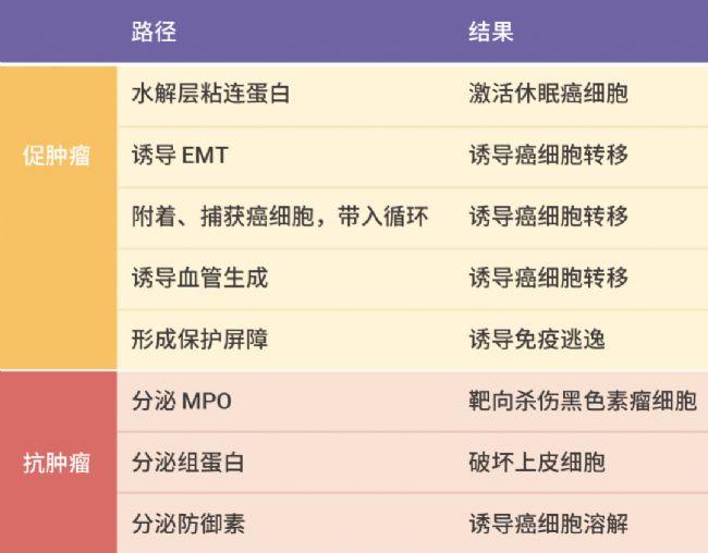 中性粒细胞百分比偏低?