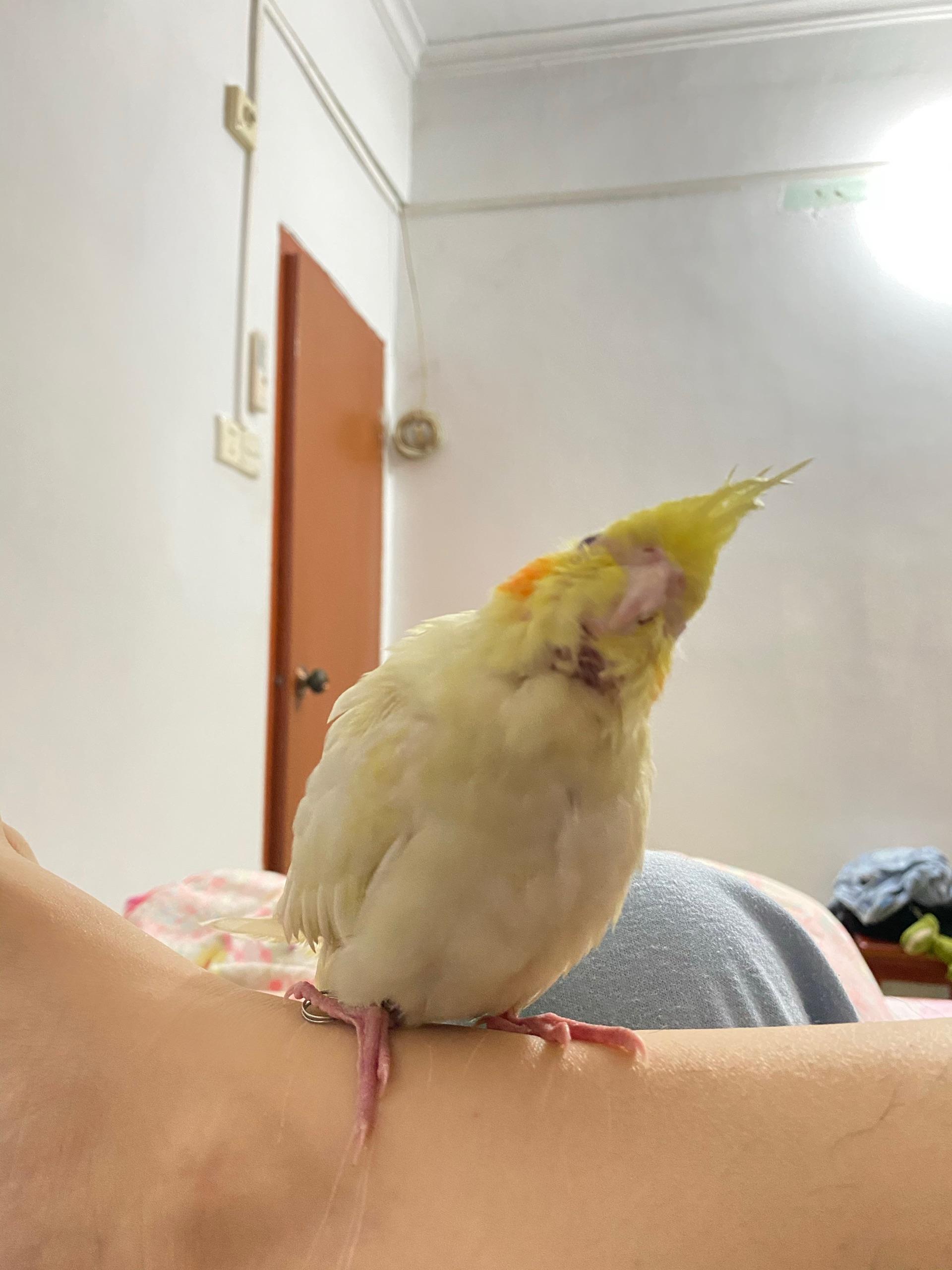 请问这只原始灰玄凤鹦鹉多大了