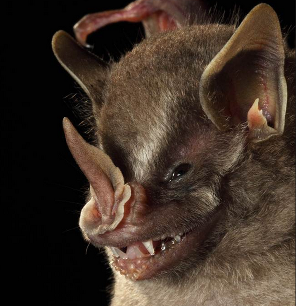 自然界有哪些长相可怕的动物?