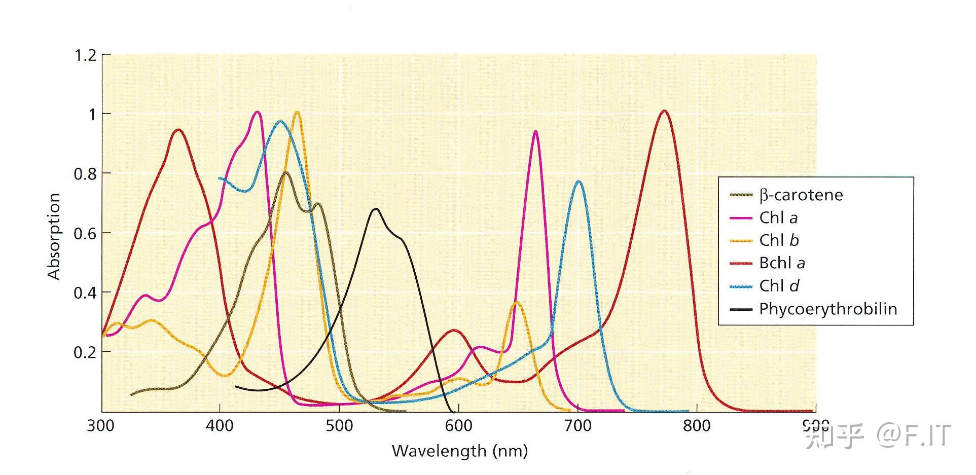 植物光合作用 - 知乎