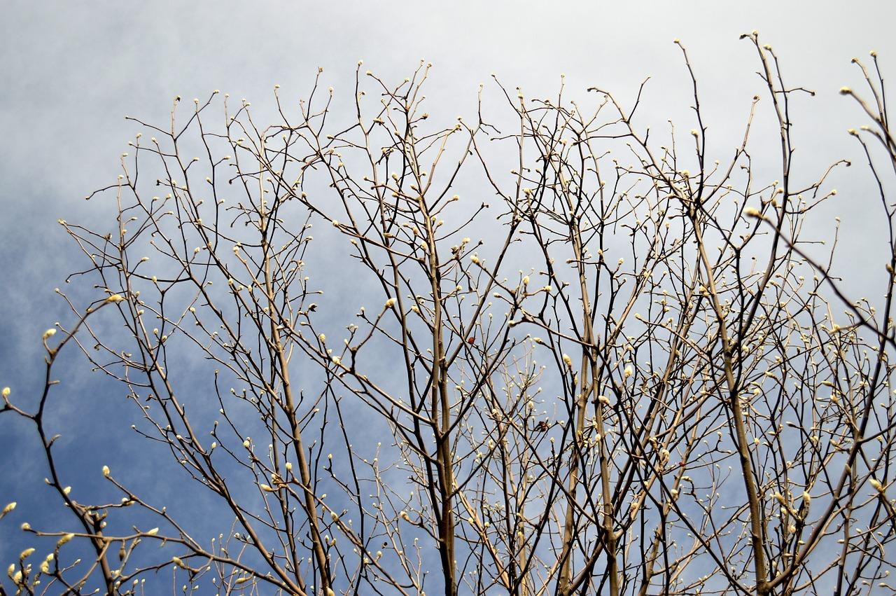 蓝天下的自由飞翔
