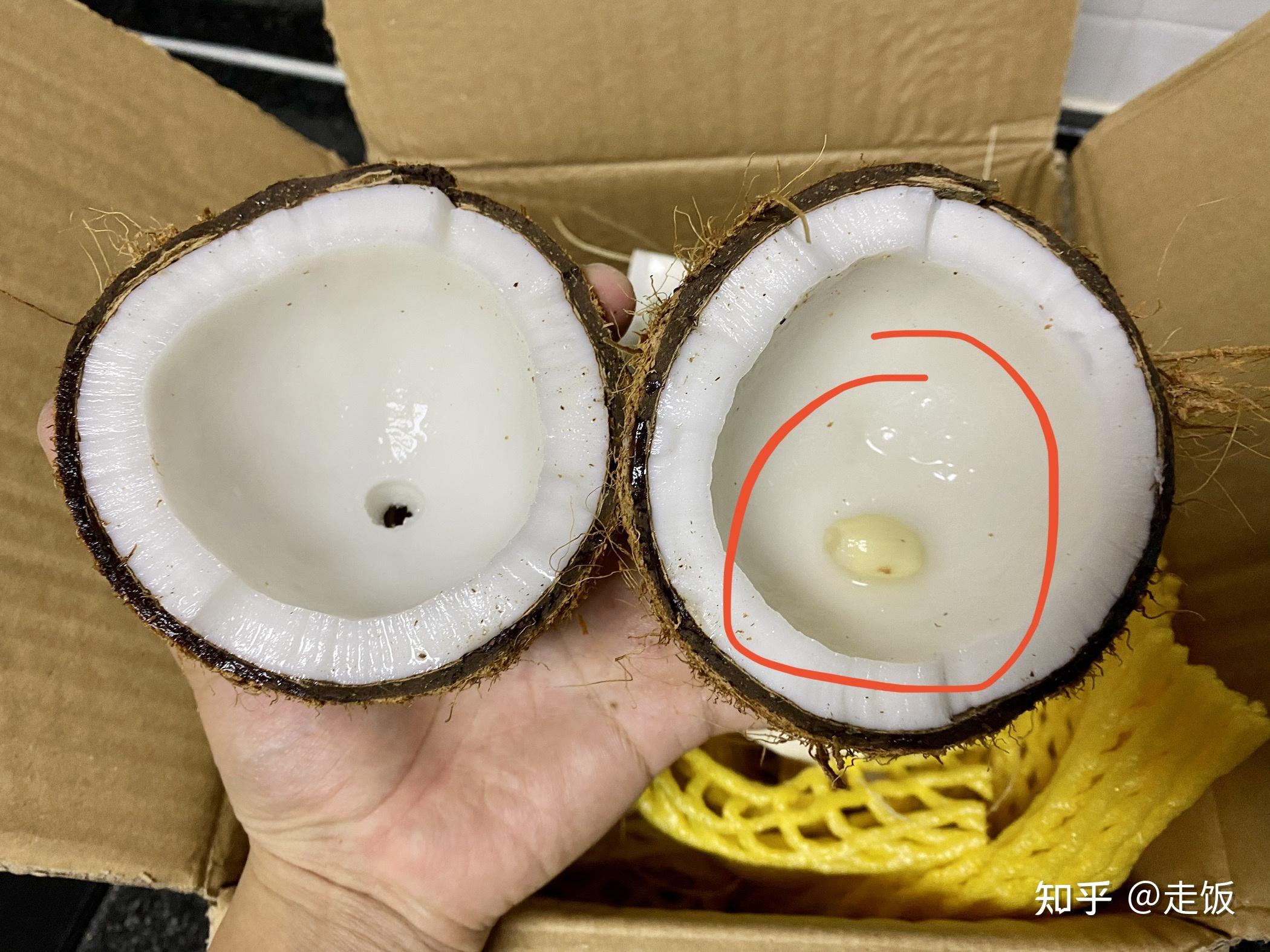 海南文昌老椰子(椰汁醇厚,椰肉厚实)