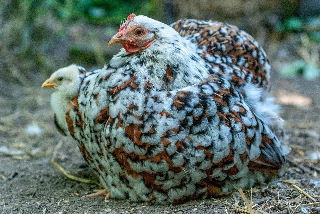 5. 草本生活之道