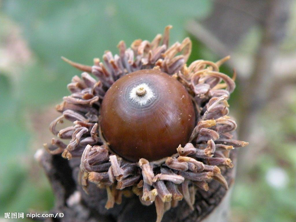 有谁知道这个果实是什么? - 知乎