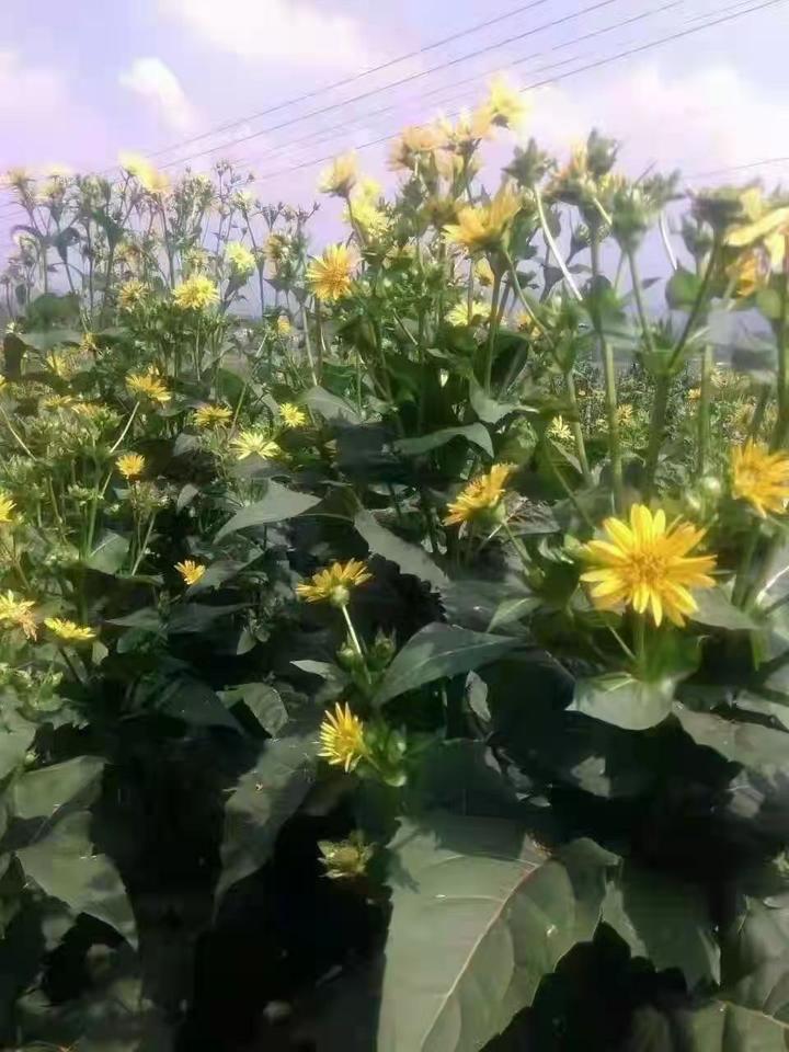 能收割15年的大叶蛋白菊,被人吹捧的很厉害,它究竟是一种什么草