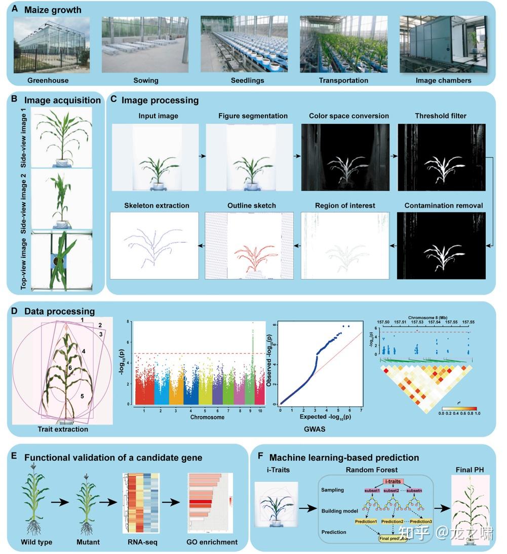 通过这个平台,我们对228个玉米自交系进行了表型分析,涵盖了所有发育