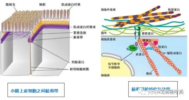 细胞生物学高频考点(六)之细胞连接内容及思维导图 - 知乎