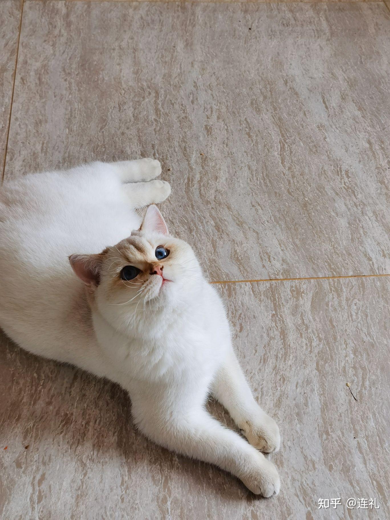 朋友买了一只金点猫现在不是很好看,有没有养了金点的朋友呢,可以看看