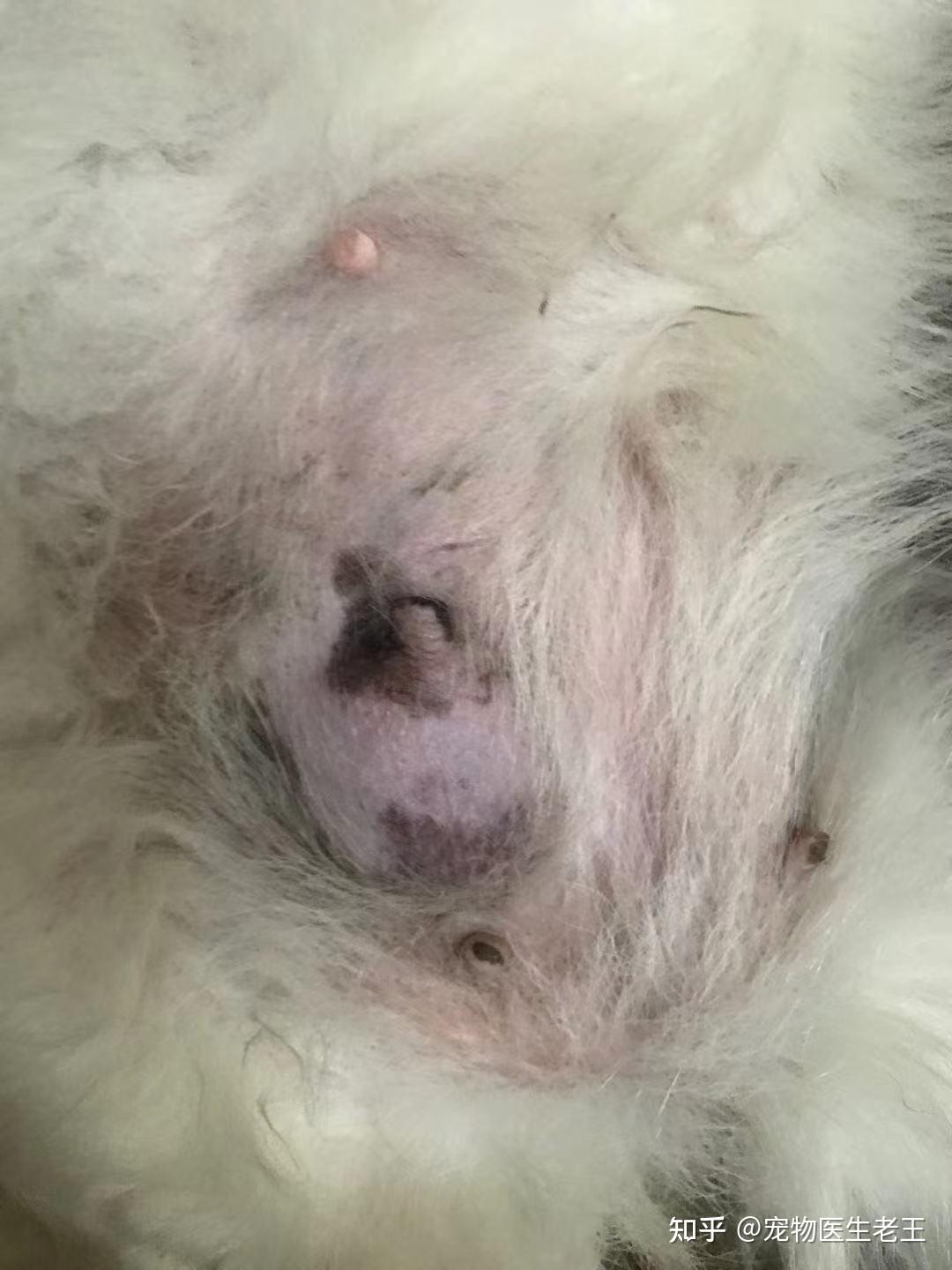 狗狗得了乳腺癌会不会影响正常生活