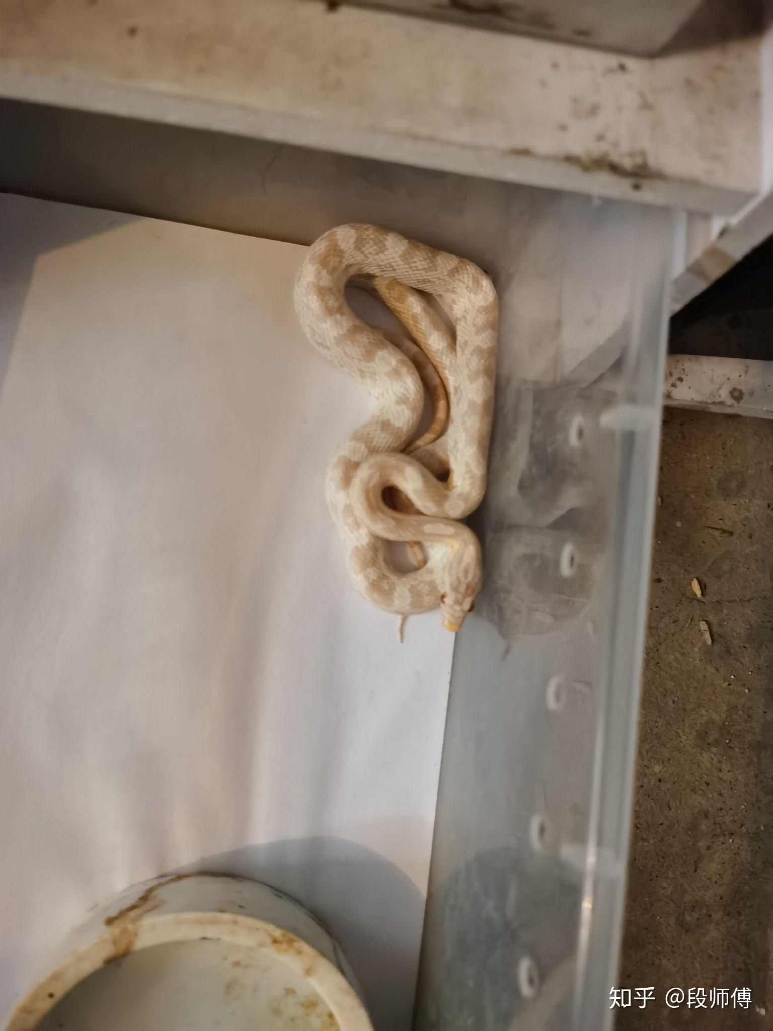 请问这个白色带粉的蛇是什么蛇,学校的女生宿舍里发现的,有点恐慌.