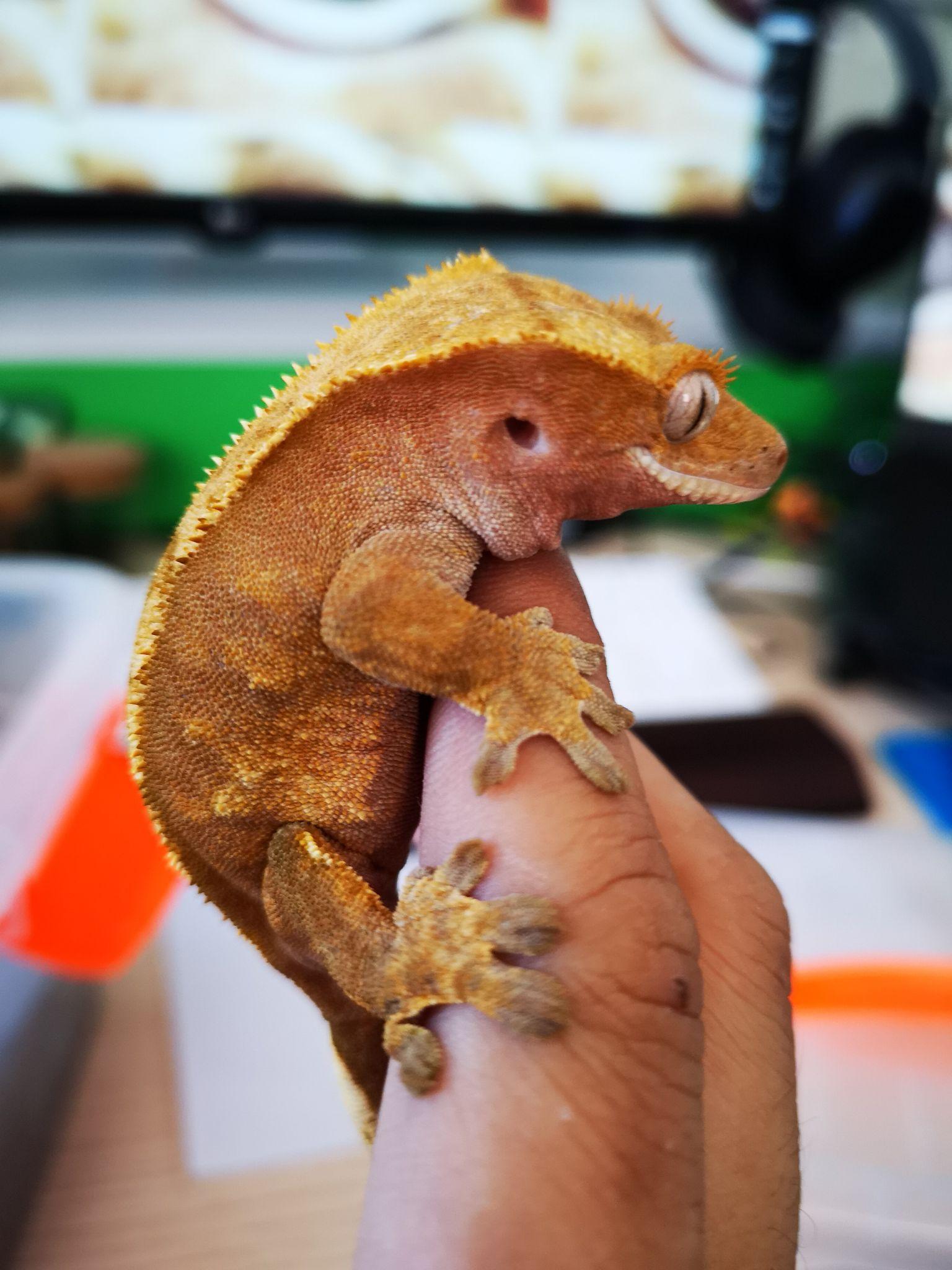 养一只守宫是怎样的体验