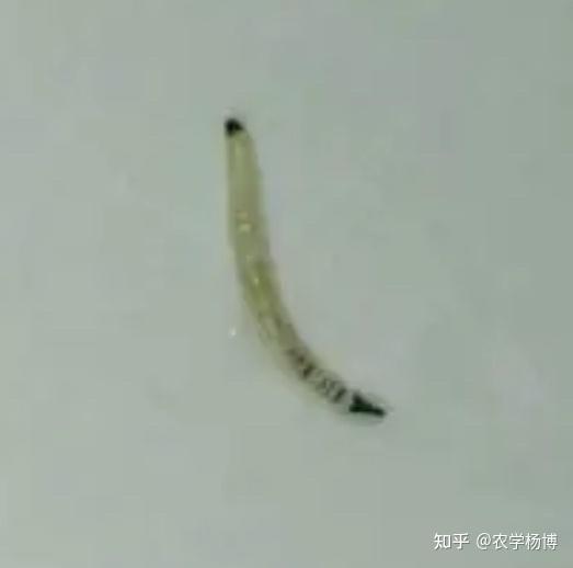 刷牙的时候从嘴巴里吐出来的?
