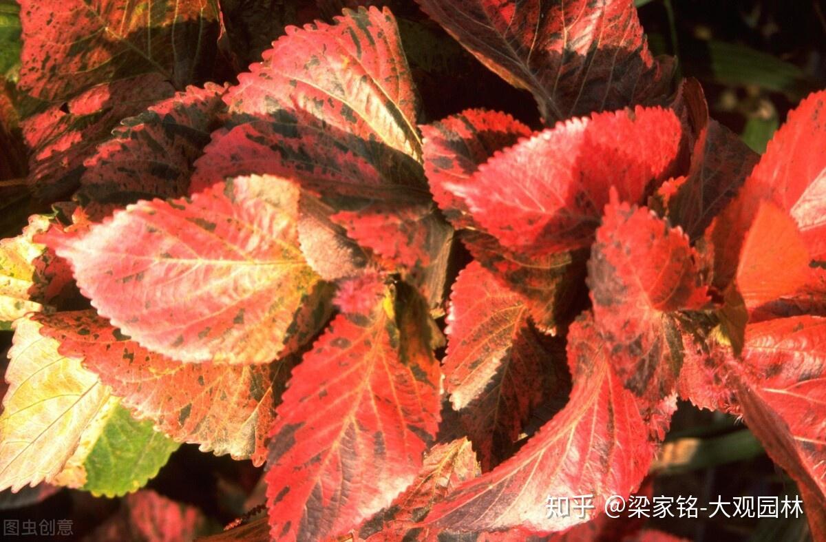 园林造景，最常用哪些植物？（灌木类） - 知乎