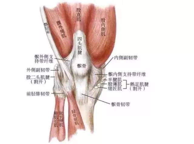 体育小迈君正确的话髌骨带应该佩戴在什么位置?