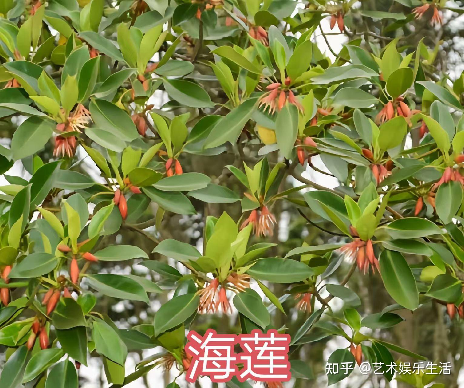 红树林植物的特点有哪些? - 知乎