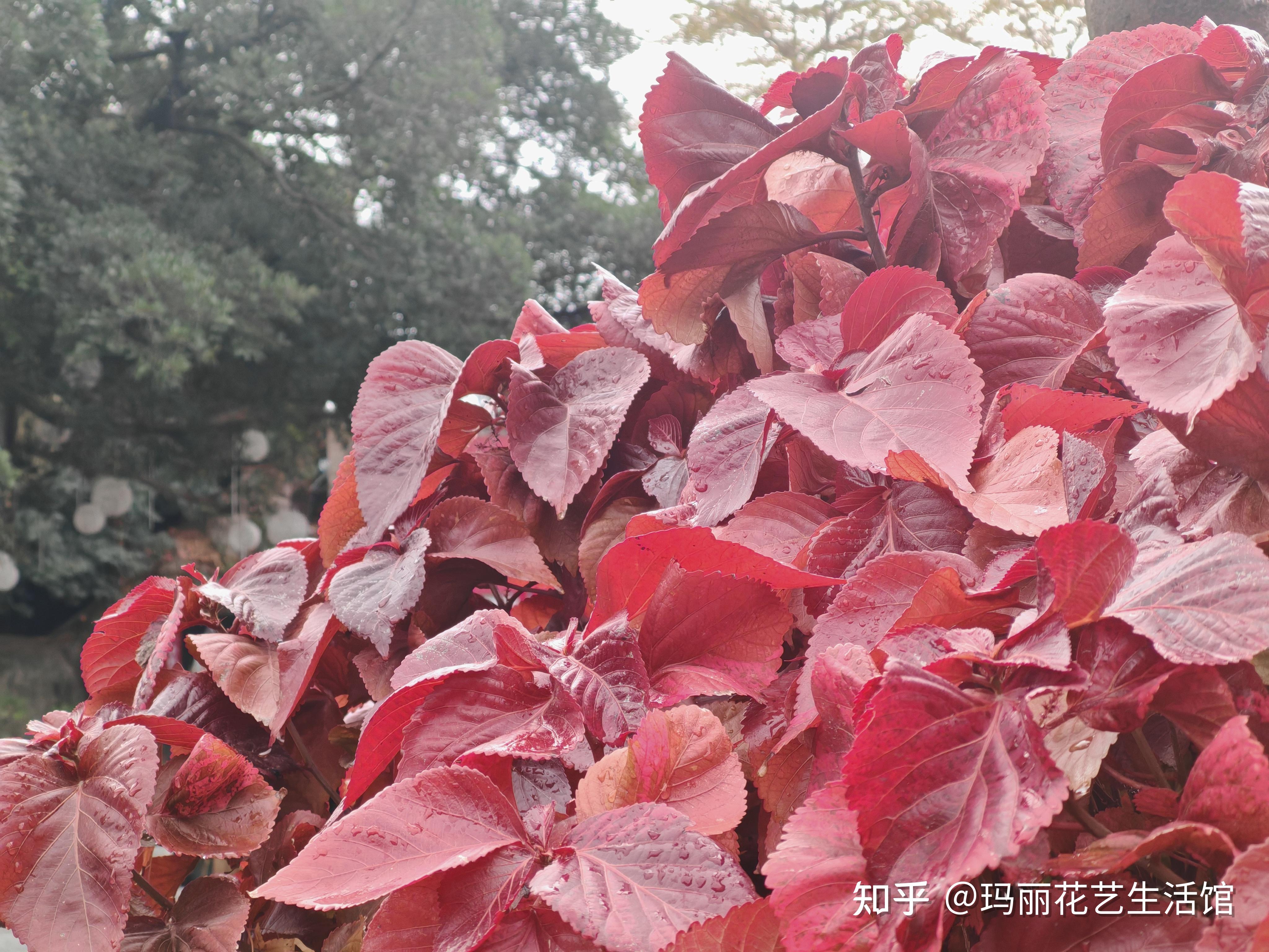 植物科普 ：红桑，灿烂如烈焰，美艳似画卷 - 知乎