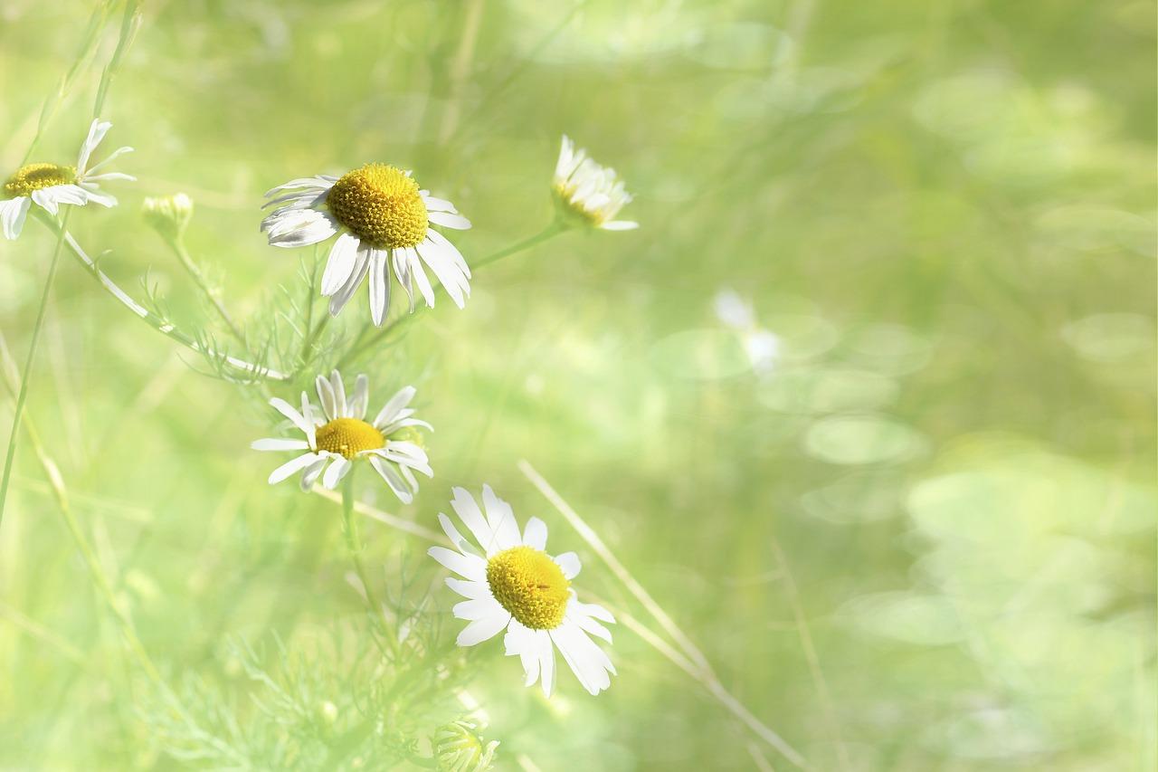 4. 精油颜色鉴定
