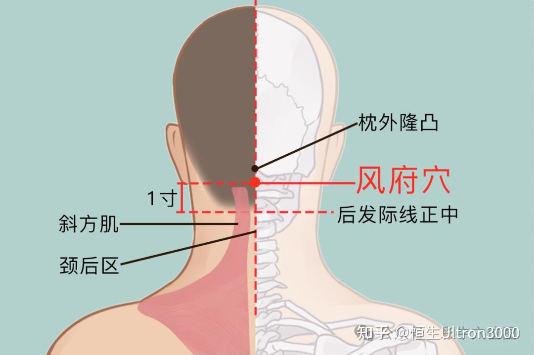 风府穴 - 知乎