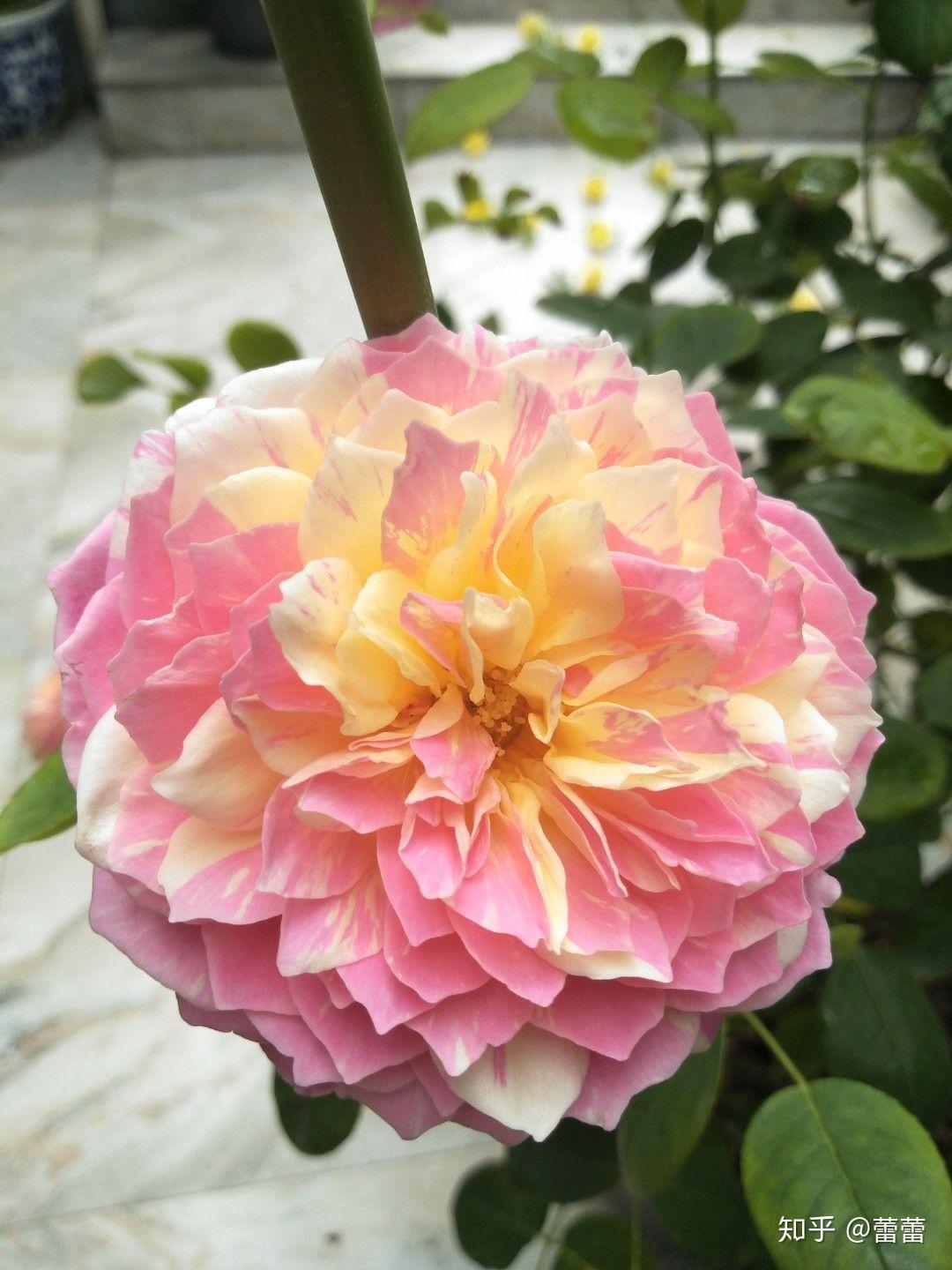 那里能买到对版的月季,性价比高的?