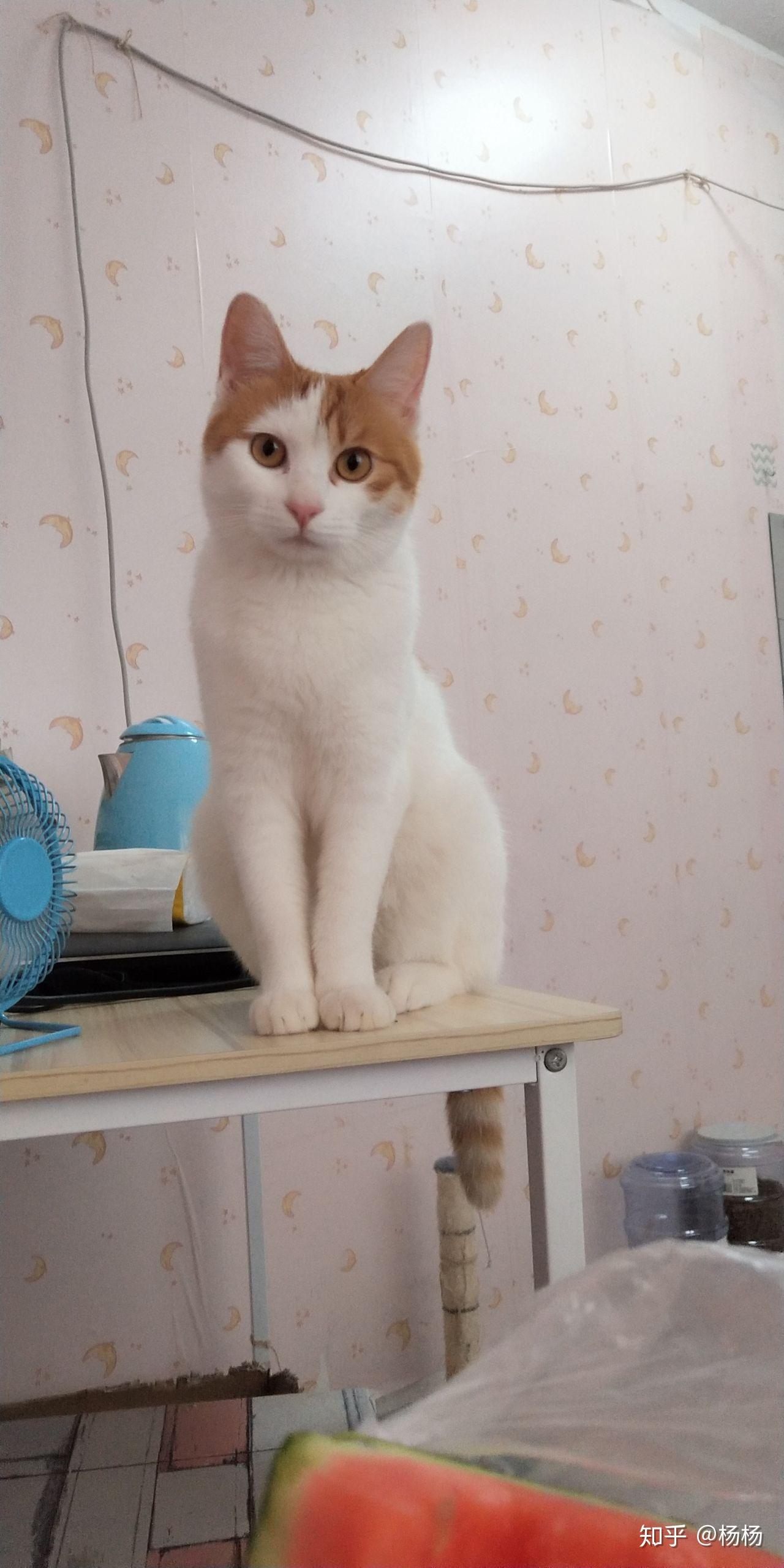 我家养了一只黄白相间的土猫,一直当宠物猫养,小时