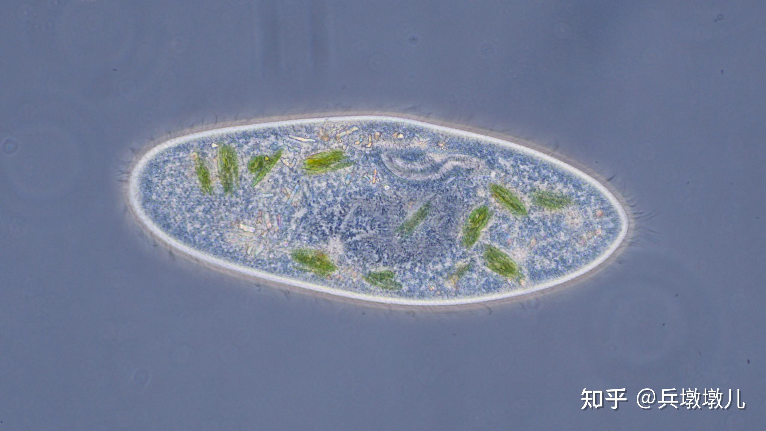 草履虫一天能吃下430倍于自身的食物,这是真的吗?