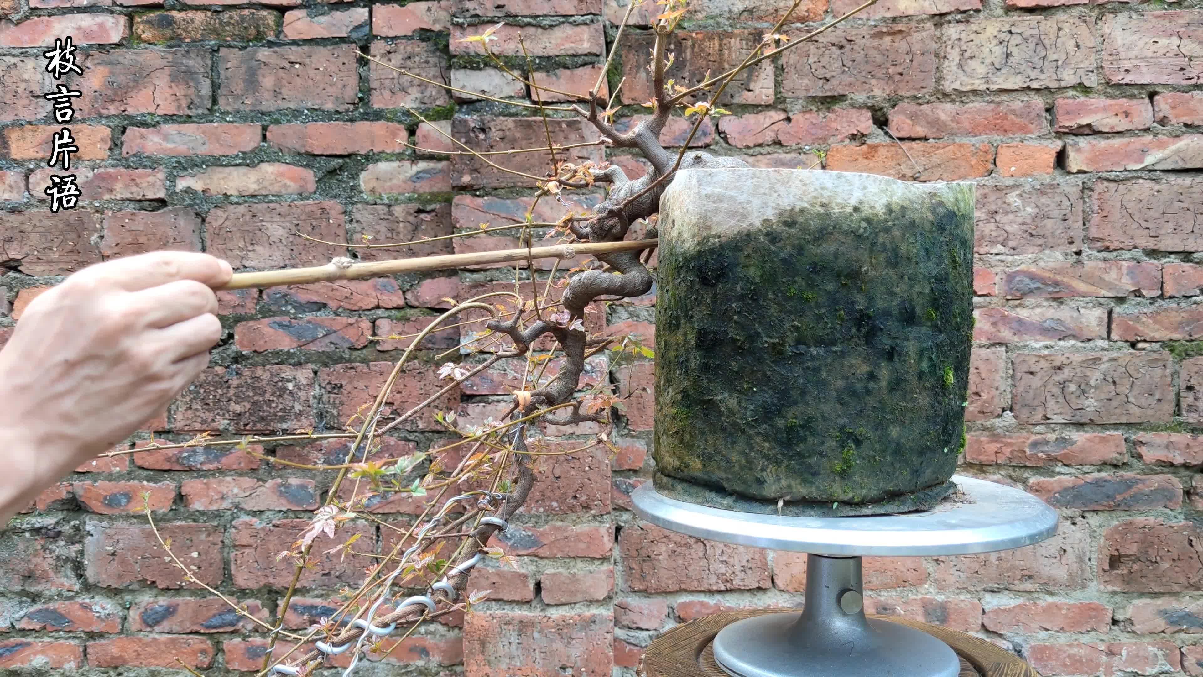 制作红芽小叶三角枫既观叶又可观骨枝条有变化才漂亮