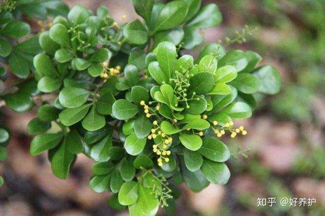 庭院十大香花树，你喜欢哪一种？ - 知乎