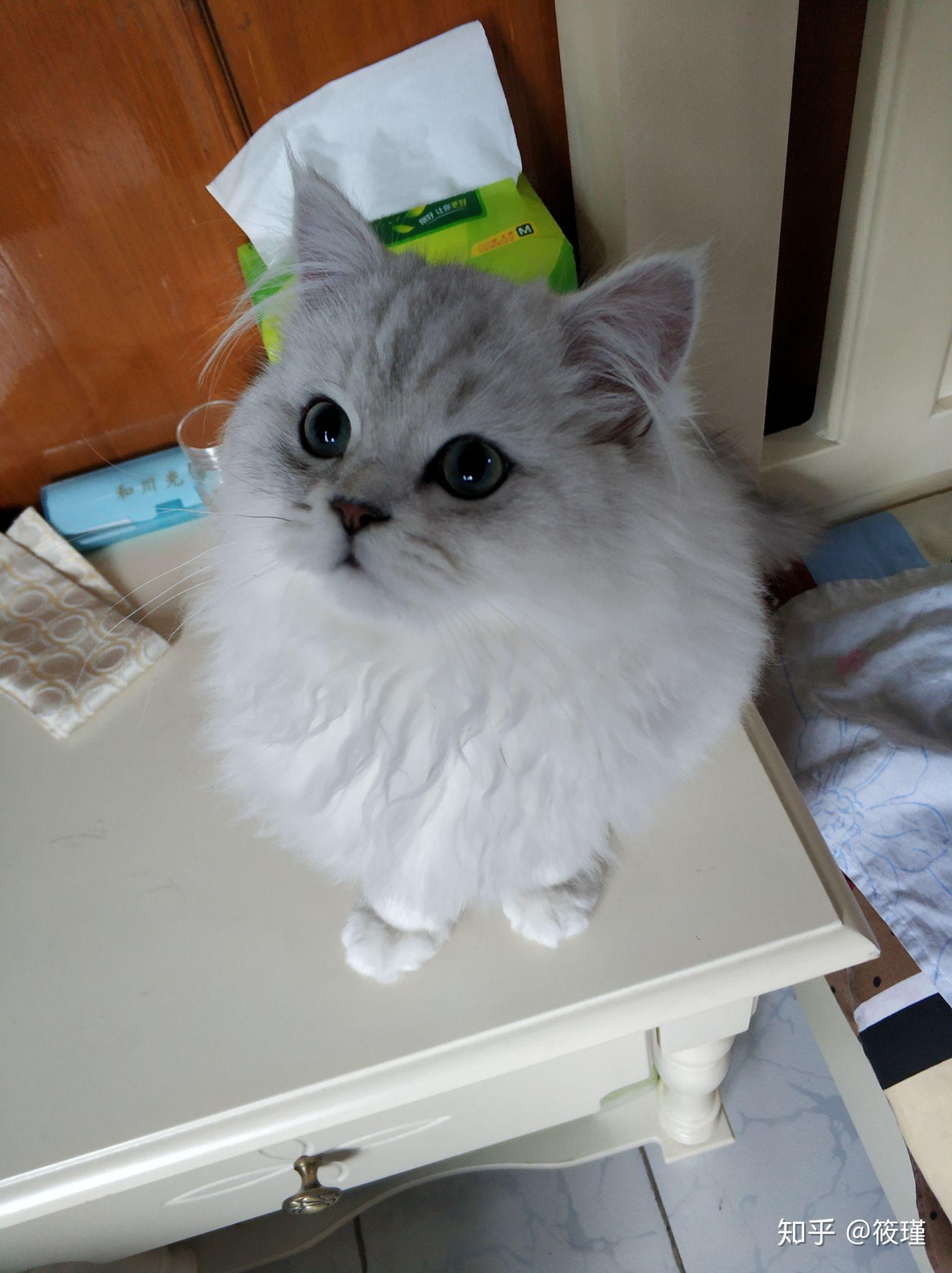 这种国内版本的金吉拉到底是什么串