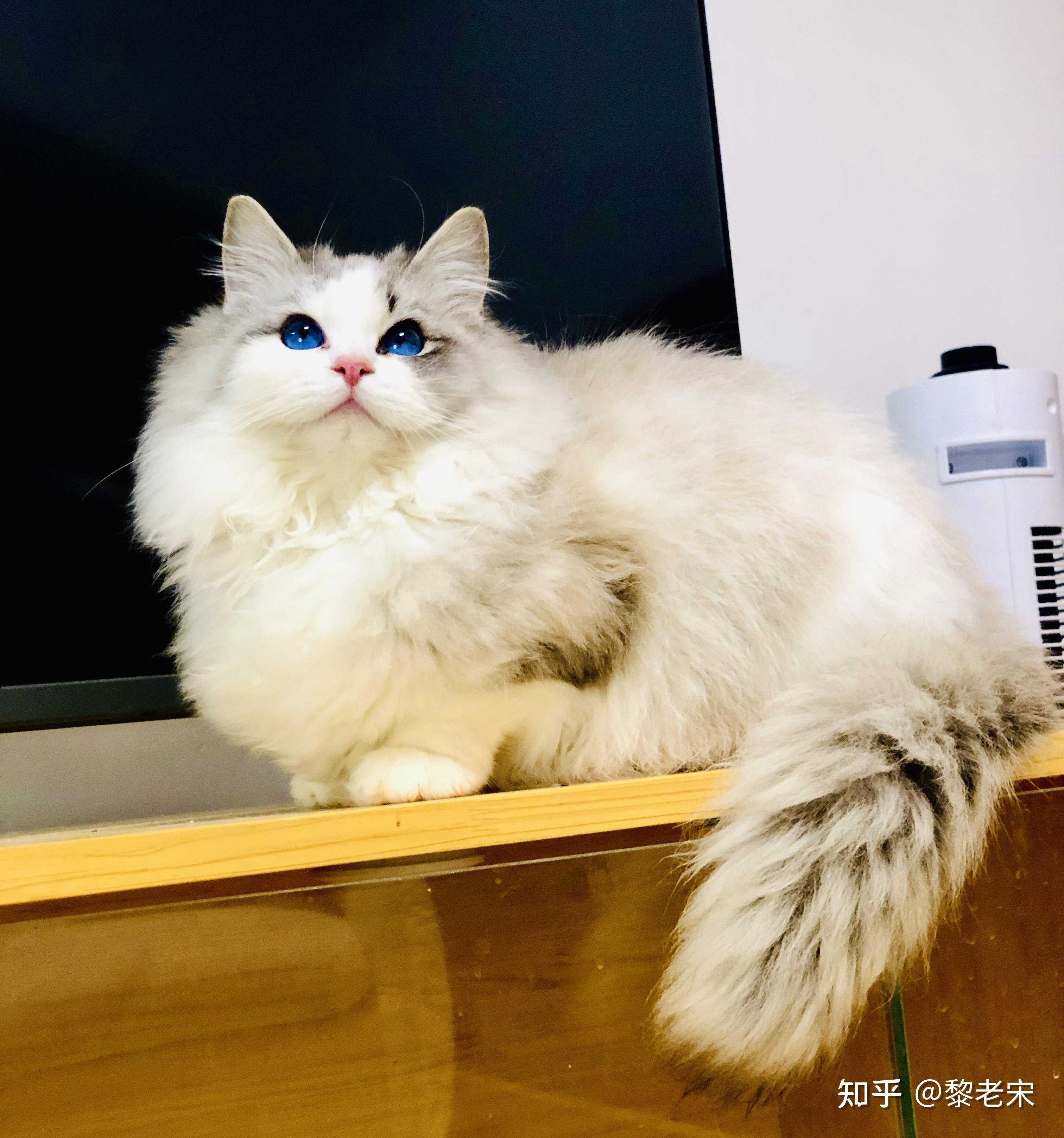 北京哪里买布偶猫比较靠谱