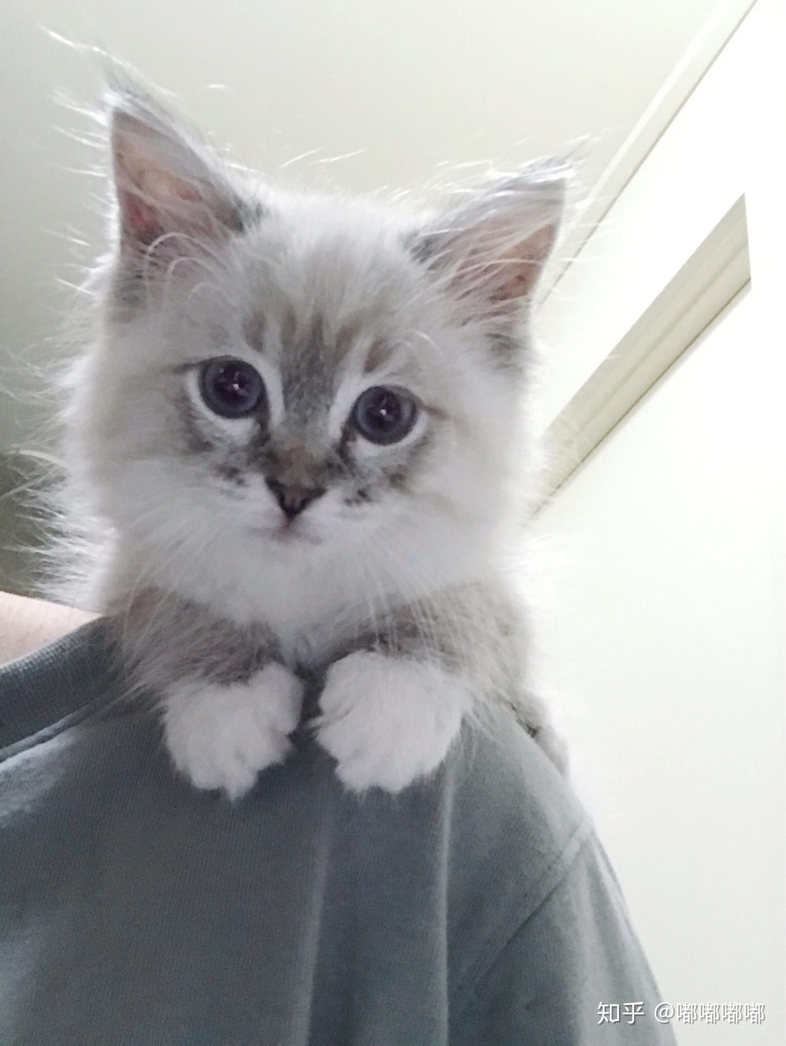 养六个月以下的小奶猫是怎样的体验